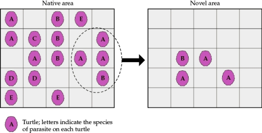 Refer to the figure.    Suppose a turtle population is started from four individuals that disperse to a novel area. The figure shows the locations of each turtle in the native and novel areas and the type of parasites it carries. Each cell on the grid measures 1 m <font face= symbol >*</font> 1 m. For this example, assume that each individual turtle can carry only one species of parasite at a time, and each individual carries a population of 100 individual parasites. The dashed circle and arrow indicate four individuals that moved to the novel area.Answer the following questions: a) What effect did the founding of this novel turtle population have on the turtle's parasites? How did the total number of parasite species change during the move from the native to the novel area? b) How would you expect turtle survival and growth rates in the novel area to be different from those in the native area if the presence of parasites has a negative effect on survival and growth rate?