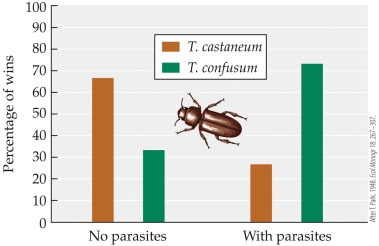 Refer to the figure.   Thomas Park studied competition between two species of flour beetles, both with and without their protozoan parasite. The figure shows the results of his experiment. Based on these results, when the beetles were infected with the parasite, _______ was the dominant competitor. In cases without the parasite, _______ was the dominant competitor. A)  T. castaneum; T. castaneum B)  T. confusum; T. castaneum C)  T. castaneum; T. confusum D)  T. confusum; T. confusum