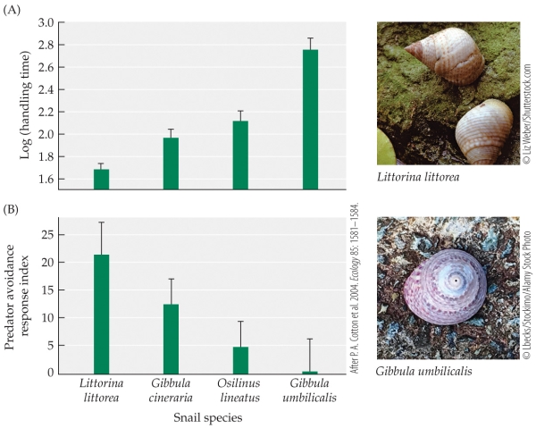 Refer to the figure.    -A student is asked to determine which species of green crab they have found based on the predator avoidance response index. After three independent trials, the average predator avoidance response index was determined to be 12. Which species has the student been studying? A)  Littorina littorea B)  Gibbula cineraria C)  Osilinus lineatus D)  Gibbula umbilicalis