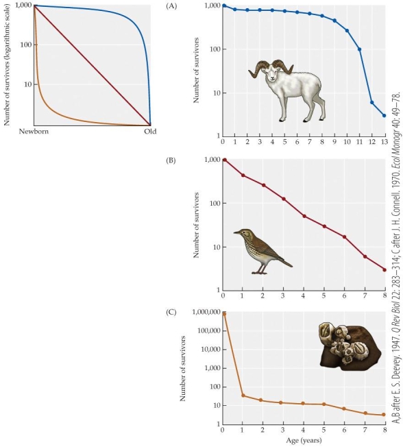 Refer to the figure.   Based on the figure, an acorn barnacle has _______ chance of surviving to age 5 when compared to a song thrush. A)  a significantly higher B)  an approximately equal C)  no D)  much lower
