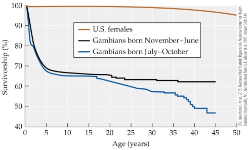 Refer to the figure.   Based on the figure, what is the approximate difference in the probability that a Gambian will survive to age 40 if she was born in the  hungry season  (July-October)  compared with another time of the year? A)  0% B)  About 5% C)  About 12% D)  About 50%