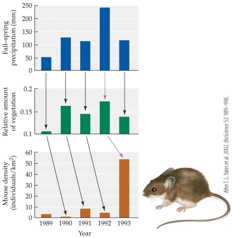 Refer to the figure.   What was the ultimate cause of the increase in mouse density according to this figure? A)  Increased rainfall B)  Decreased rainfall C)  Increased plant growth D)  Decreased plant growth