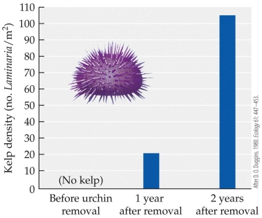 Refer to the figure.   Assume that the number of individuals of Laminaria is on a linear trajectory in the figure. If Duggins had sampled the kelp density 1.5 years after urchin removal, predict the approximate number of individuals of Laminaria he would have counted. A)  20 B)  40 C)  60 D)  100