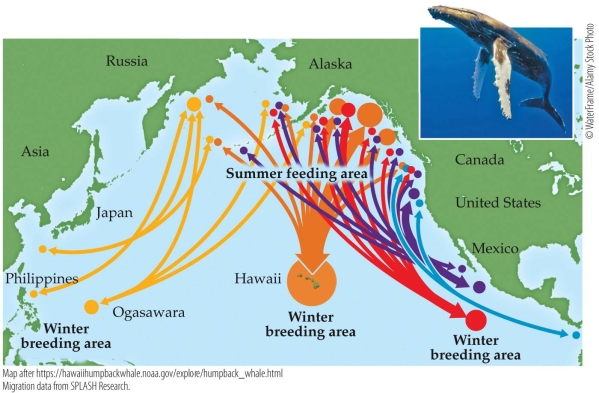 Refer to the figure.   Based on the figure, what is the most popular winter breeding ground for humpback whales? A)  Philippines B)  Hawaii C)  Russia D)  Alaska