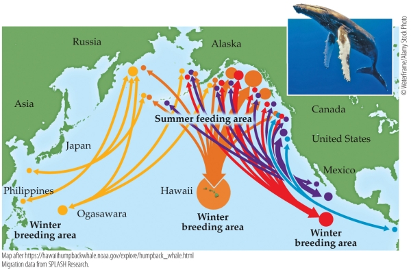 Refer to the figure.    - Based on the figure, describe the geographic range of the humpback whale. 