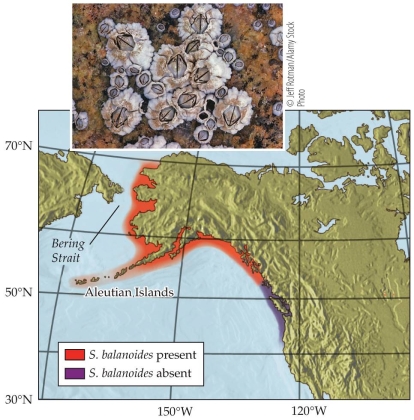 Refer to the figure.   The distribution of S. balanoides stops at about 51<sup>o</sup>N. Global warming has caused ocean temperatures to increase. As water temperatures continue to rise, what will be the effect on the distribution of S. balanoides?<div style=padding-top: 35px> 