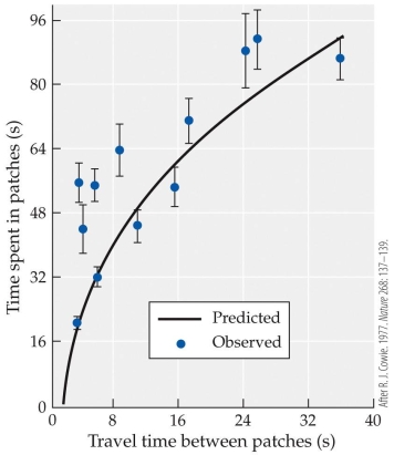 Refer to the figure.   Based on the experimental data graphed in the figure, which of the following statements is true? A)  Time spent foraging in a patch depends only on the quality of the patch. B)  Time spent foraging in a patch increases with increasing travel time between patches. C)  The observed relationship between foraging time in a patch and travel time between patches is the opposite of the relationship predicted by the marginal value theorem. D)  Foragers spend less time in patches if the patches are far apart because they need to allow more time for traveling between patches.