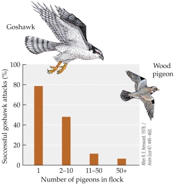 Refer to the figure.   According to the figure, the success rate of attacks by goshawks hunting wood pigeons varies depending of the number of pigeons in the targeted flock (because the hawk is more likely to be detected if more pigeons are present) . Relative to its success rate when attacking a flock of 2-??10 or 50 wood pigeons, how much greater is the success rate of a goshawk attacking a lone wood pigeon? A)  Roughly eight times greater for a flock of 2-10 and around one and a half times greater for a flock of 50 B)  Roughly one and a half times greater for a flock of 2-10 and around eight times greater for a flock of 50 C)  Roughly twice the success rate for a flock of 2-10 and around ten times the success rate for a flock of 50 D)  Roughly ten times the success rate for a flock of 2-10 and around twice the success rate for a flock of 50