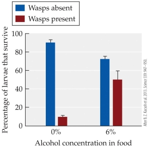 Refer to the figure.   Females of certain parasitoid wasps lay their eggs on the larvae of female Drosophila melanogaster fruit flies and the hatched wasp larvae burrow through the fly larva, consuming and killing it. Fruit fly larvae sometimes feed on high alcohol food sources, such as rotting fruit, and are harmed by the alcohol-but any wasp larvae inside them are harmed even more. Kacsoh et al. (2013)  found that when wasps were present, adult female fruit flies laid more than 90% of their eggs in high-alcohol foods, whereas when wasps were absent, they laid around 40% of their eggs in high-alcohol foods. Given this background and the experimental data in the figure, which of the following statements is true? A)  The different egg-laying behavior of female fruit flies in the presence and absence of wasps appears to be adaptive. B)  Based on the data shown, female fruit flies could increase the survival of their offspring if they always laid eggs in alcohol-rich foods. C)  Based on the data shown, female fruit flies could increase the survival of their offspring if they never laid eggs in alcohol-rich foods. D)  Based on the data shown, female wasps could increase the survival of their offspring if they always laid their eggs on fruit fly larvae feeding on high-alcohol foods.