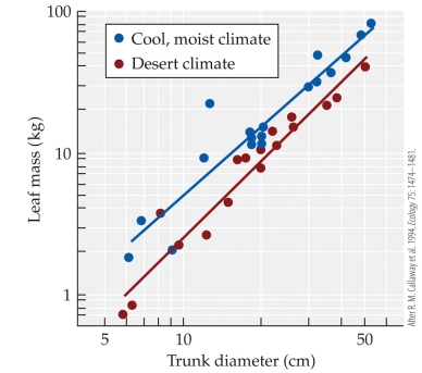 Refer to the figure.    -The figure shows the relationship between the trunk diameter and the leaf mass of ponderosa pine trees from both moist and desert climates. Which statement comparing ponderosa pines grown in desert environments to those grown in cooler, moister climates is false? A)  Desert ponderosa pines have lower photosynthetic rates. B)  Desert ponderosa pines allocate less biomass to leaf production. C)  For a given height, desert ponderosa pines have thinner trunks. D)  Desert ponderosa pines have fewer branches.