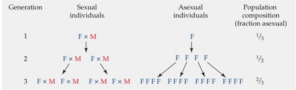 Refer to the figure.   A major reason evolutionary biologists have puzzled over the ubiquity of sexual reproduction is often referred to as the cost of males, which refers to the simple argument that the offspring of asexual females can produce offspring themselves, whereas only half of the offspring of sexual females can do so. Based on the model in the figure, what proportion of individuals in the 4<sup>th</sup> generation will be asexual? A) 70% B) 75% C) 80% D) 99%