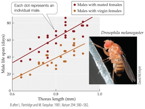 Refer to the figure.   Male fruit flies spend more time courting virgin females than recently mated females. Based on this fact and the accompanying figure, which of the following is not a reasonable inference? A) There is a positive correlation between male body size and male lifespan. B) Increased sexual activity may shorten the lifespan of small males. C) Increased sexual activity may shorten the lifespan of large males. D) Virgin females are smaller than mated females.