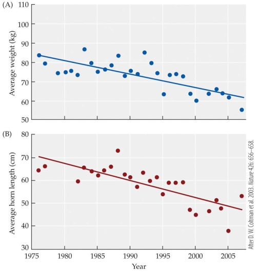 Refer to the figure.    -The figure shows the changes associated with the overall size of bighorn sheep (top), and the size of their horns (bottom) during the period between 1975 and 2005. In 2005 the sheep, on average, weighed approximately _______ than in 1976. A) 10 kg less B) 20 kg less C) 10 kg more D) 20 kg more