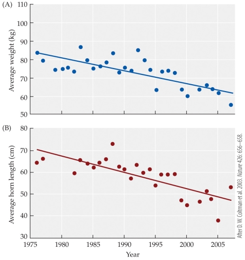 Refer to the figure.   - The figure shows the changes associated with the overall size of bighorn sheep (top), and the size of their horns (bottom) during the period between 1975 and 2005. In 2005, the sheep had horns that were approximately _______ than the average horn lengths found in 1976. A) 20 cm shorter B) 26 cm shorter C) 30 cm shorter D) 38 cm longer