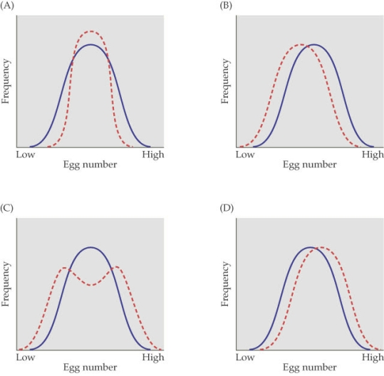 Refer to the figure.   - The figure shows four cases of selection on egg number in a population of flour beetles. The solid blue line represents the frequency of the original population and the dashed red line represents the frequency distribution after eight generations. Which figure most likely represents a case of disruptive selection? A)  Figure A B)  Figure B C)  Figure C D)  Figure D