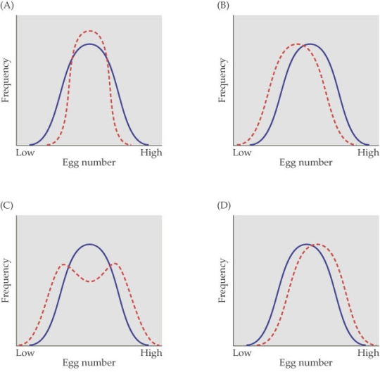 Refer to the figure.   - The figure shows four cases of selection on egg number in a population of flour beetles. The solid blue line represents the frequency of the original population and the dashed red line represents the frequency distribution after eight generations. In which figure did the variance within the population for egg laying increase the most? A)  Figure A B)  Figure B C)  Figure C D)  Figure D