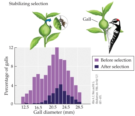 Refer to the figure.   Eurosta flies parasitize goldenrod plants, causing the plant to produce a gall in which the fly larva matures as it feeds on the plant. The larvae within the galls are parasitized by tiny wasps, which tend to parasitize the smallest galls, and are also fed on by Downy woodpeckers, which tend to feed on the largest galls. The figure shows the size distribution of galls before and after both wasps and woodpeckers have impacted their survival. This is an example of A)  allele fixation. B)  directional selection. C)  disruptive selection. D)  stabilizing selection.