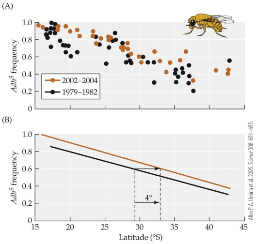 Refer to the figure.   - The figure shows the frequency of the Adh<sup>s</sup><sup> </sup>allele at different latitudes in Australia taken in 1979?1982, and again in 2002?2004. Consider the 1979?1982 data. On a per-degree-of-latitude basis, the frequency of the Adh<sup>s</sup> allele _______ by approximately _______ as one goes north. A)  declines; 0.05 B)  declines; 0.02 C)  increases; 0.05 D)  increases; 0.02