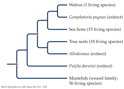 Refer to the phylogenetic tree.   Based on the phylogenetic tree, which of the following statements is true? A)  Sea lions are more closely related to true seals than to Allodesmus. B)  True seals are more closely related to Puijila darwini than to Mustelids. C)  Mustelids are more closely related to Puijila darwini than to the sea lions. D)  True seals are more closely related to sea lions than to the walrus.