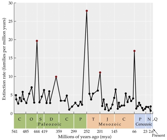 Refer to the figure.    -Based on the figure, the largest mass extinction occurred about _______ million years ago. A)  65 B)  180 C)  250 D)  300