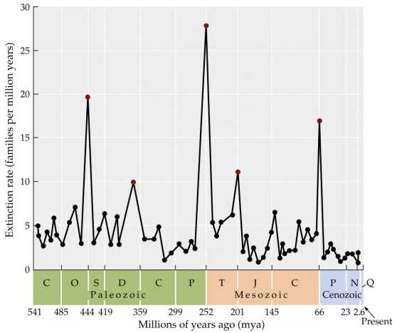 Refer to the figure.   - Consider the three most dramatic mass extinctions in Earth's history. If a fourth major mass extinction occurred after the same interval as the previous ones, around how many million years from now would you predict it would occur? A)  125 years from now B)  200 years from now C)  250 years from now D)  300 years from now