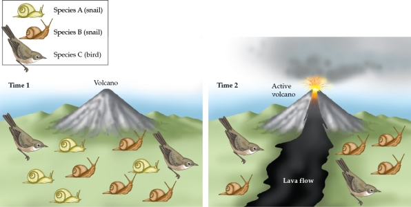 Refer to the figure.     -You are studying a remote island before and after a volcanic eruption. Data at Time 1 were collected one month before the eruption, and data at Time 2 were collected one month after the eruption. All of the species on the island are endemic. The island is 100 km across. Each animal icon represents 20 individuals. Species A and B (the two snail species) generally move a distance of only 2 m a day. Species C (the bird) often covers 20 km a day in search of food. After the eruption, the lava flow hardens, and the island is divided by a 20-km strip of bare rock with few, if any, resources these animals need to survive. Would you expect to see a change in patterns of gene flow in species B and C? Why or why not?