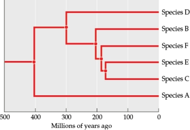Refer to the figure.    You are studying the evolution of a group of tree species that all share a common ancestor.  -Suppose that species B, C, E, and F all share characteristics that are very different from those of species D, but there are currently no living species that  fill the gap  between the B/C/E/F group and species D. Now suppose you could team up with a paleontologist to look for fossils to better understand how B/C/E/F became so different from species D. What age of rocks would you look for to target your search?