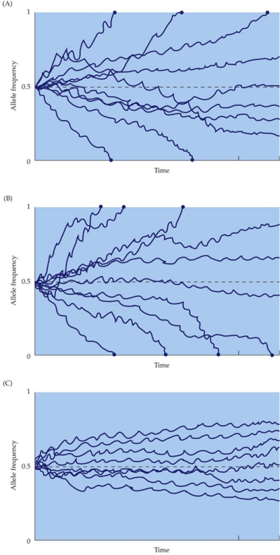 Refer to the figure.   Simulations, in which it was assumed that the populations were subject to only genetic drift (no selection) , were performed using three different starting population sizes, and they were scored for the frequency of the B allele. All populations started with the frequency of 50% of the B allele. Each line represents a different replicate of the conditions. The three panels differ only in the population size. Which graph is of populations with the largest population size? A)  A B)  B C)  C D)  A and B had roughly equal population sizes, which were larger than those in panel C.