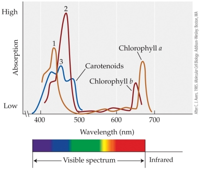 Refer to the figure.   Based on the figure, which group or groups of pigments absorb visible light primarily in the red and orange part of the spectrum? A)  Chlorophyll a only B)  Carotenoids only C)  Chlorophyll a and carotenoids D)  Chlorophyll a and chlorophyll b