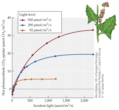 Refer to the figure showing the results of Bjorkman and colleagues' studies of plant responses to different light levels. The plants were reared at three different levels of light intensity: high (red line) , medium (blue line) , and low (green line) . The acclimatized plants were then subjected to various light levels, and their ability to photosynthesize was measured.    -At approximately what light intensity level are the plants acclimatized to high-intensity light photosynthesizing at twice the rate of those plants acclimatized to low-intensity light? A)  100 ?mol/m<sup>2</sup>/s B)  300 ?mol/m<sup>2</sup>/s C)  600 ?mol/m<sup>2</sup>/s D)  1,000 ?mol/m<sup>2</sup>/s