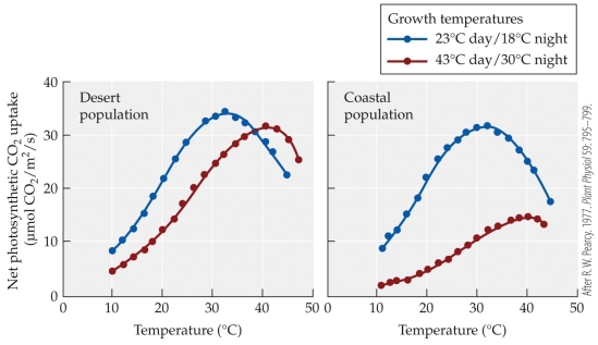 Refer to the figure showing acclimatization to two different growth temperature regimes from different populations of a shrub occurring in the Mojave Desert and in cool coastal zones in California. The two temperatures regimes used are representative of the two habitats.   Of the four temperature curves in the two populations, which combination appears least able to acclimate to the given temperature regime? A)  Desert population at the 23°C day/18°C night regime B)  Desert population at the 43°C day/30°C night regime C)  Coastal population at the 23°C day/18°C night regime D)  Coastal population at the 43°C day/30°C night regime