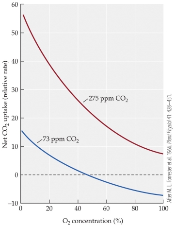 Refer to the figure showing the CO<sub>2</sub> uptake in soybean leaves in response to increasing O<sub>2</sub> concentration for soybean leaves exposed to two different CO<sub>2</sub> levels.   Based on the figure, the best explanation for the relationship of CO<sub>2</sub> uptake and O<sub>2</sub> concentration is that A)  CO<sub>2</sub> uptake increases with increasing O<sub>2</sub> concentration at both CO<sub>2</sub> levels. B)  CO<sub>2</sub> uptake decreases with increasing O<sub>2</sub> concentration at both CO<sub>2</sub> levels. C)  CO<sub>2</sub> uptake becomes negative by 100% O<sub>2</sub> concentration at both CO<sub>2</sub> levels. D)  CO<sub>2</sub> uptake becomes negative by 100% O<sub>2</sub> concentration at high CO<sub>2</sub> levels.