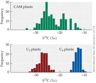 Refer to the figure showing delta values for plants using three different biochemical pathways for photosynthesis.   Which of these types of plants shows the most negative delta value, that is, the greatest discrimination against the uptake of <sup>13</sup>C? A)  C<sub>3</sub> plants only B)  C<sub>4</sub> plants only C)  C<sub>3</sub> and CAM plants D)  C<sub>4</sub> and CAM plants