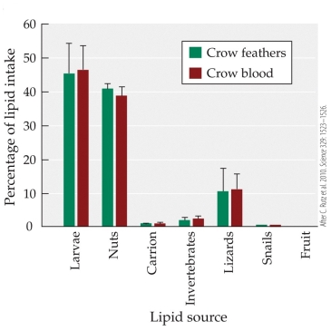Refer to the figure.   You are conducting an experiment on food preferences in New Caledonian crows. Based on previous isotopic analyses, use the figure to predict foods from most preferred to least preferred based on the available choices. A)  Fruits, snails, carrion, invertebrates B)  Lizards, invertebrates, carrion C)  Lizards, snails, larvae D)  Nuts, invertebrates, lizards
