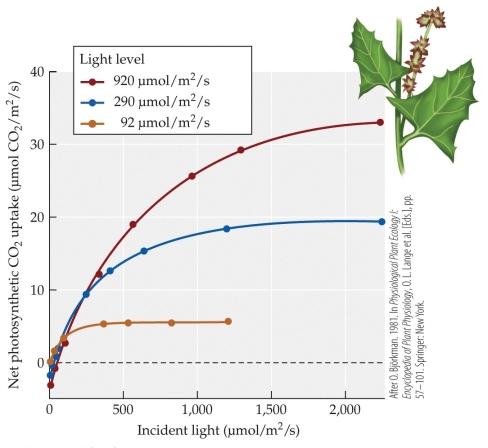 Refer to the figure showing the results of Bjorkman and colleagues' studies of plant responses to different light levels. The plants were reared at three different levels of light: high (red line) , medium (blue line) , and low (green line) . The acclimatized plants were then subjected to various light levels, and their ability to photosynthesize was measured.   At the light intensity of 1,500 μmol/m<sup>2</sup>/s, which plants are light-limited? A)  Those acclimatized to high-intensity light B)  Those acclimatized to medium-intensity light C)  Those acclimatized to low-intensity light D)  None; they have all reached the light saturation point.