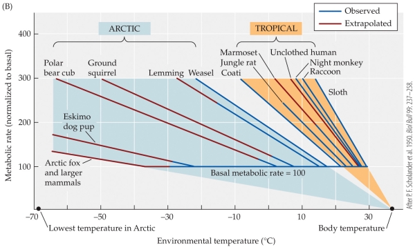 Refer to the figure.    -The figure shows the relationship between the ambient temperature and the relative metabolic rates of a number of mammals. How much of a difference is there between the lower critical temperature of a polar bear cub and the temperature at which its metabolic rate doubles? A)  About 10°C B)  About 18°C C)  About 36°C D)  About 55°C