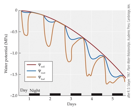 Refer to the figure.   In the figure, as <font face= symbol > </font><sub>soil</sub> declines over five days, what happens to <font face= symbol > </font><sub>leaf</sub> at night? A)  It consistently drops lower than <font face= symbol > </font><sub>soil.</sub> B)  It consistently is lower than <font face= symbol > </font><sub>stem.</sub> C)  It takes longer to equilibrate with <font face= symbol > </font><sub>soil.</sub> D)  Stomates stay open longer.