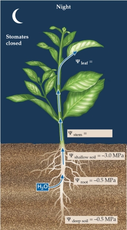Refer to the figure.   - In soil, there can be layers with more or less available water. In the figure, there is a lower water potential in shallow soils than in deep soils. Considering this scenario, what will the stem water potential be in the middle of the night and why? A)  -3.0 MPa because the plant will equilibrate with the lowest water potential. B)  -0.5 MPa because the plant will equilibrate with the highest water potential. C)  Between -3.0 MPa and -0.5 MPa because the plant will average across all available water. D)  Between -3.0 MPa and -0.5 MPa because some of the water from the deep soil layers will move through the roots and then into the dry, shallow soils.