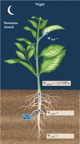 <strong>Refer to the figure. -Plant ecophysiologists often measure the water potential of a plant at midnight to understand plant-soil-water relationships. If an investigator found that <sub>stem</sub> was -2.0 MPa as shown in the figure, which statement would also be true?</strong> A) <sub>soil</sub> must be > -2.0. B) <sub>soil</sub> must be = -2.0. C) <sub>leaf</sub> must be > -2.0. D) <sub>air</sub> must be = -2.0.