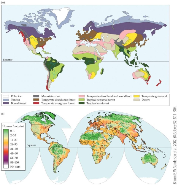 Refer to the map.   Part B on the map shows the alteration of terrestrial biomes by human activities (i.e., the  human footprint ) , with green representing the least human impact and purple-red representing the most. According to the map, which biome is overall least altered by human activity world-wide? A)  Deserts B)  Tropical rainforests C)  Tundra D)  Tropical seasonal forest
