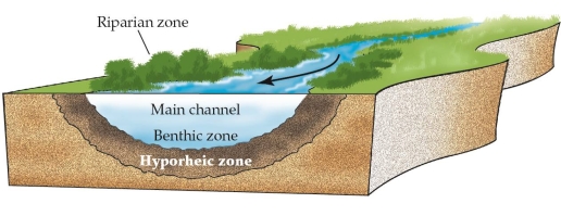 <strong>Refer to the figure. Invertebrates that consume detritus would most likely be found in which zone of the river ecosystem?</strong> A) Riparian zone B) Main channel C) Benthic zone D) Hyporheic zone