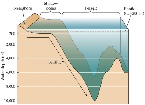 <strong>Refer to the figure. Organisms in the ocean that live on detritus are most likely to live in which zone, shown in the figure?</strong> A) Nearshore B) Shallow ocean C) Photic zone D) Benthic zone