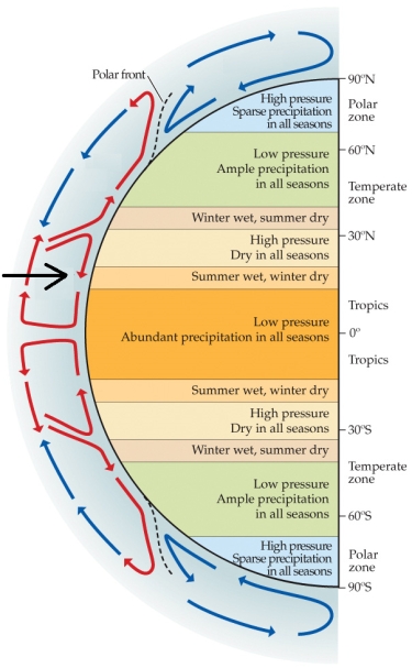 Refer to the figure.   What is the name of the circulation pattern indicated by the black arrow? A)  Polar cell B)  Ferrell cell C)  Dobson cell D)  Hadley cell