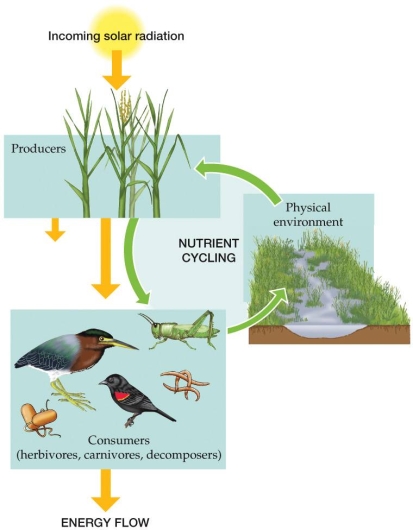 <strong>Refer to the figure. The figure represents energy flow and nutrient cycling through the major components of natural ecosystems. Based on the figure, which statement best describes a major difference between nutrient cycling and energy flow?</strong> A) Nutrients flow through producers and consumers but not through the physical environment. B) Energy flows through producers and consumers but not through the physical environment. C) Both nutrients and energy are lost as they travel through the ecosystem. D) Incoming solar radiation plays a limited role in both nutrient cycling and energy flow.