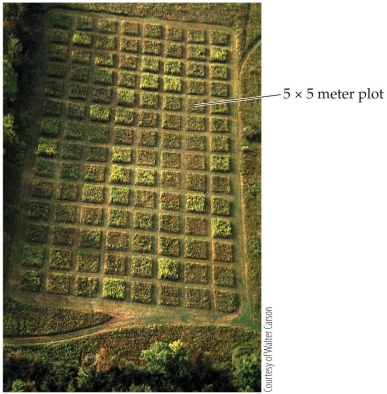 Refer to the figure.   The figure shows a field set up to do controlled ecological experiments, divided into 112 plots each 5 × 5 meters. Suppose 40 plots are chosen for a study, 20 as controls and 20 as experimental plots. The control plots are left untreated. The 20 experimental plots all receive the same treatment: a specific level of insecticide. These experimental plots represent A)  20 separate experimental treatments. B)  20 replications of the same treatment. C)  the minimum number of plots needed for statistical analysis. D)  the number of plots needed to match the control plots.