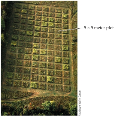 <strong>Refer to the figure. The figure represents an ecological study done by Carson and Root to study how herbivorous insects affected a plant community. Based on the figure, what type of study were Carson and Root most likely performing?</strong> A) A controlled field experiment B) An uncontrolled field experiment C) A laboratory experiment D) An observational study