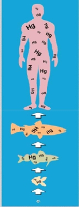 What is the best interpretation of the image below?   (Source: http://conservationreport.com/tag/bioaccumulation/)  A)  A food web of fish and humans B)  Biomagnification of Hg (mercury)  C)  Bioaccumulation of water around the organisms D)  Used by evolutionary biologists to show how humans evolved E)  The symbiotic relationships between the organisms using Hg and arrows