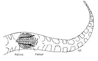 A scientist has studied the bone structure of a gopher snake. She drew this diagram (refer to the figure below)  and has asked for you to determine the cause of the pelvis and femur bones.   A)  These are evolutionary changes that the snake is going through so it can walk on land in the next few generations. B)  These are phenotypes just like the eyes or tail of the snake. C)  The scientist must have made a mistake and drew an image of the wrong organism as snakes cannot have legs. D)  These are vestigial structures left over from a common ancestor who had legs. E)  These are traits due to selective breeding.