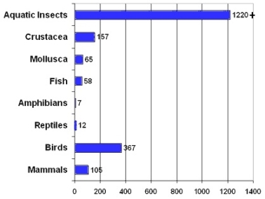 The graph below shows organisms found in and around a pond. Choose the best interpretation of the data.   (Source: http://www.aquatax.ca/skAquaticInsectInfo.html)  A)  Aquatic insects need the most protection when considering the conservation of biodiversity. B)  The amphibian and reptile populations of the pond are declining. C)  Aquatic insects are the major component in the biodiversity in this ecosystem. D)  There are too many birds for the pond to support. E)  Both a and c