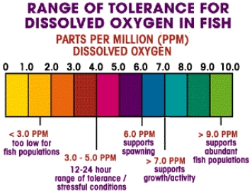 <strong>A team of environmental scientists conducted a water quality study on a river. They studied the dissolved oxygen and pH of the water. They also examined how these factors may affect fish in the pond. The dissolved oxygen levels found were 2.0 ppm and the pH was 5.0. According to this study and the charts below, what is the best conclusion that can be made based on the information given and fish survival? (Source: http://www.water-research.net/Watershed/dissolvedoxygen.htm) (Source: http://www.epa.gov/acidrain/effects/surface_water.html)</strong> A) No fish can survive at the dissolved oxygen or pH levels found in this study. B) Trout and bass can live in the water based on the dissolved oxygen and pH levels found in this study. C) The dissolved oxygen is high enough for fish but the pH levels are too low. D) The pH levels could support trout and perch, but not bass; however, the dissolved oxygen levels are too low to support fish. E) The dissolved oxygen and pH levels are good enough for all aquatic organisms to survive.